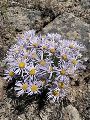 Erigeron poliospermus poliospermus
