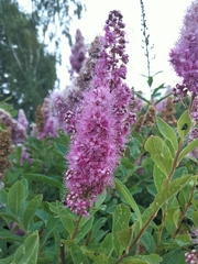 Spiraea salicifolia