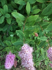 Spiraea salicifolia