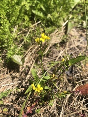 Rhamphospermum arvense