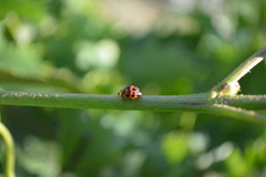 Harmonia axyridis