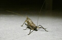 Orthoptera