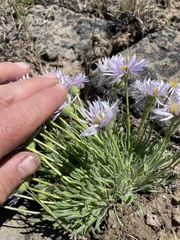 Erigeron poliospermus poliospermus