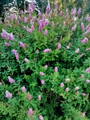 Spiraea salicifolia
