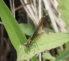 Calopteryx aequabilis