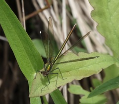 Calopteryx aequabilis
