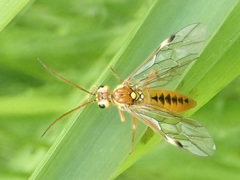 Tenthredopsis nassata