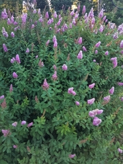 Spiraea salicifolia