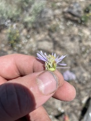 Erigeron poliospermus poliospermus