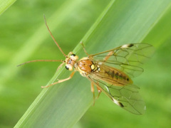 Tenthredopsis nassata