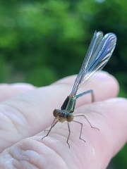 Lestes barbarus