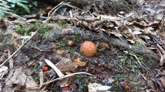 Calostoma cinnabarinum