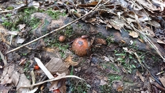 Calostoma cinnabarinum