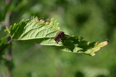 Graphosoma italicum