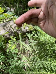Thalictrum sparsiflorum