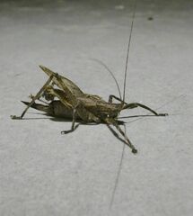 Orthoptera