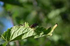 Graphosoma italicum