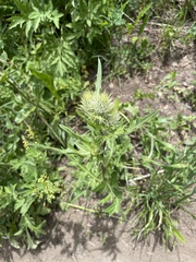 Cirsium osterhoutii