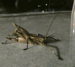 Orthoptera
