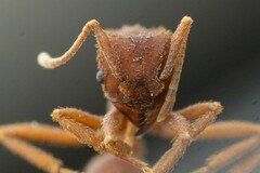 Trachymyrmex pomonae