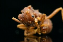 Trachymyrmex pomonae