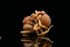 Trachymyrmex pomonae