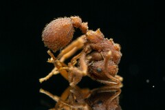 Trachymyrmex pomonae