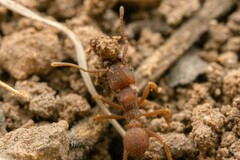 Trachymyrmex pomonae