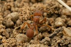 Trachymyrmex pomonae