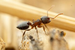 Crematogaster dentinodis
