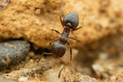 Crematogaster dentinodis
