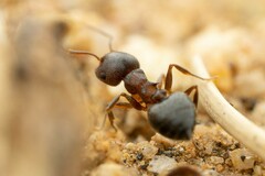 Crematogaster dentinodis
