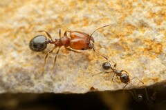 Pheidole rugulosa