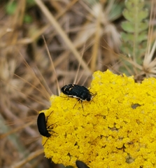 Acmaeoderella mimonti