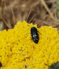 Acmaeoderella mimonti