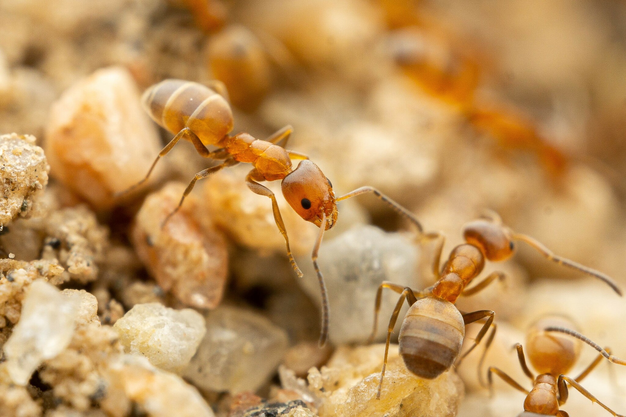 High Noon Ant (Forelius pruinosus) · iNaturalist