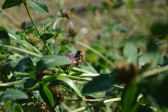 Bombus