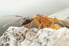 Camponotus pudorosus