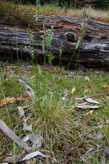 Australopyrum pectinatum