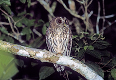 Strix virgata
