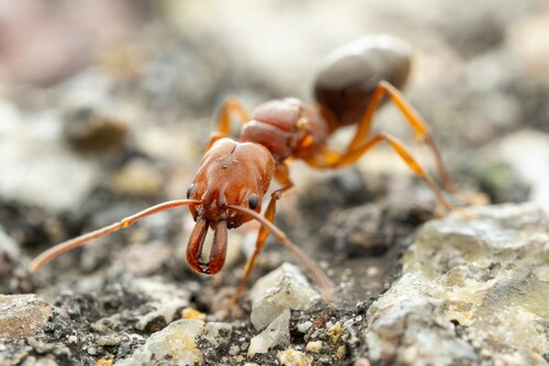 Odontomachus clarus photo 5