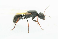 Camponotus mina