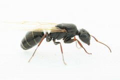 Camponotus mina