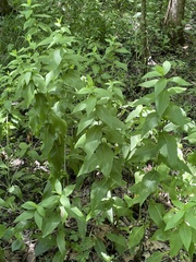 Rudbeckia auriculata