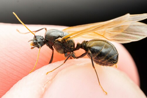 Pheidole rhea photo 3