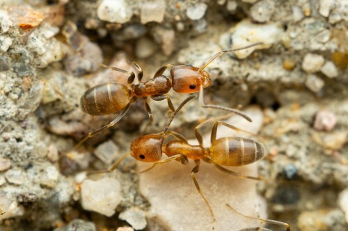 High Noon Ant photo 4