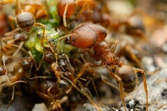 Pheidole obtusospinosa