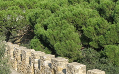Pinus pinea