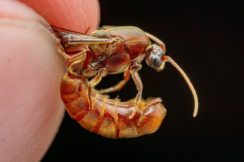 Neivamyrmex andrei · iNaturalist