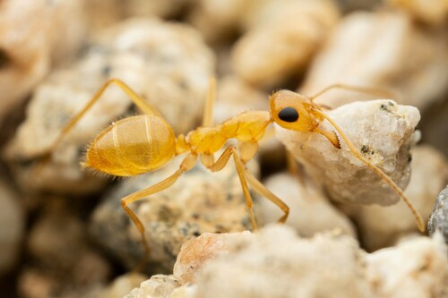 纳瓦霍蜜罐蚁Myrmecocystus navajo